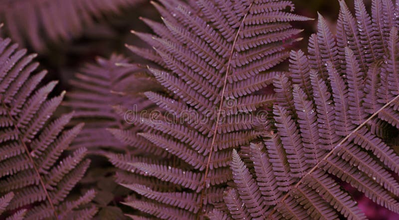 Coral, red forest fern leaves with low light. Closeup of fren plant pattern, natural background. Trendy fiolage picture useful in modern design. Tropical, fashionable style. Coral, red forest fern leaves with low light. Closeup of fren plant pattern, natural background. Trendy fiolage picture useful in modern design. Tropical, fashionable style.