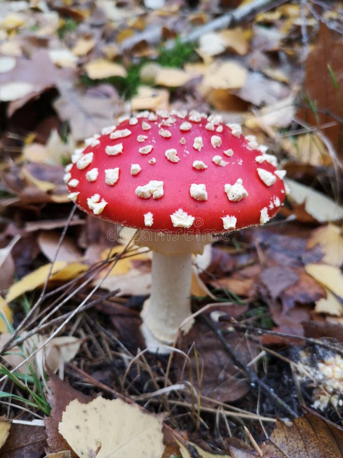 Красный пластинчатый гриб мухы Токсический гриб Muscaria мухомора Tooadstool в цветах осени леса Красное tooadstool среди красочн стоковые фотографии rf Красный пластинчатый гриб мухы Токсический гриб Muscaria мухомора Tooadstool в цветах осени леса Красное tooadstool среди красочн стоковые фотографии rf