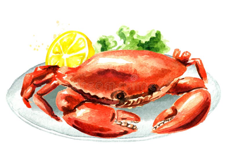 Красный сваренный краб с лимоном на плите, морепродуктами, иллюстрацией руки акварели вычерченной изолированной на белой предпосы иллюстрация вектора Красный сваренный краб с лимоном на плите, морепродуктами, иллюстрацией руки акварели вычерченной изолированной на белой предпосы иллюстрация вектора