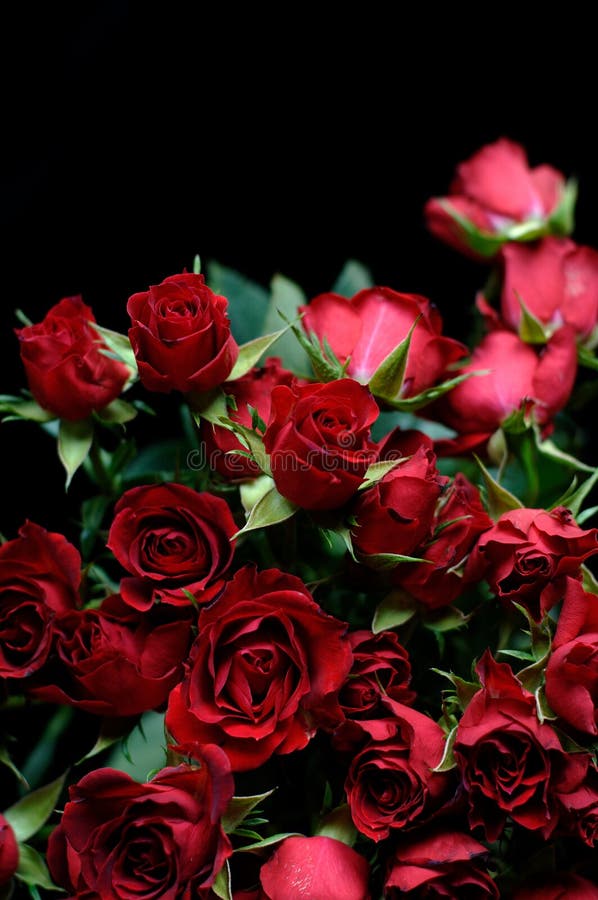 Boquet of several small red roses against a black background. Boquet of several small red roses against a black background