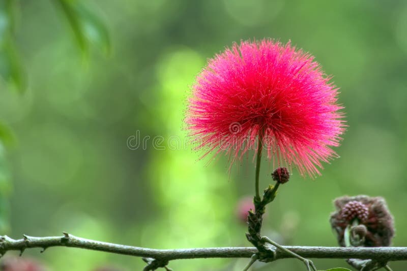 красный цвет mimosa цветка стоковые изображения красный цвет mimosa цветка стоковые изображения