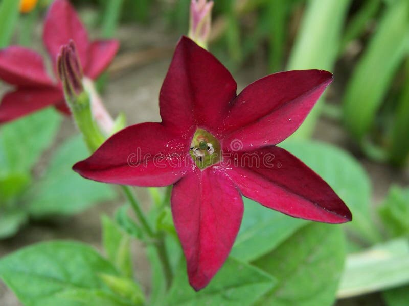 красный цвет nicotiana стоковая фотография rf