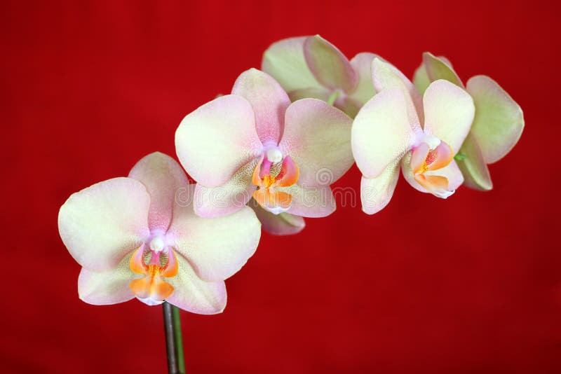 A recent cultivar of Phalaenopsis type of Orchid with very subtle colors. The perfect inflorescence of 6 flowers is supported by a rod while photographed against a deep-red grounge background. The focus plane contains the center part of the 3 foremost flowers. Phalaenopsis Orchids are among the most popular type. Natural indirect light, slightly over-exposed to obtain vibrant colors. A recent cultivar of Phalaenopsis type of Orchid with very subtle colors. The perfect inflorescence of 6 flowers is supported by a rod while photographed against a deep-red grounge background. The focus plane contains the center part of the 3 foremost flowers. Phalaenopsis Orchids are among the most popular type. Natural indirect light, slightly over-exposed to obtain vibrant colors.