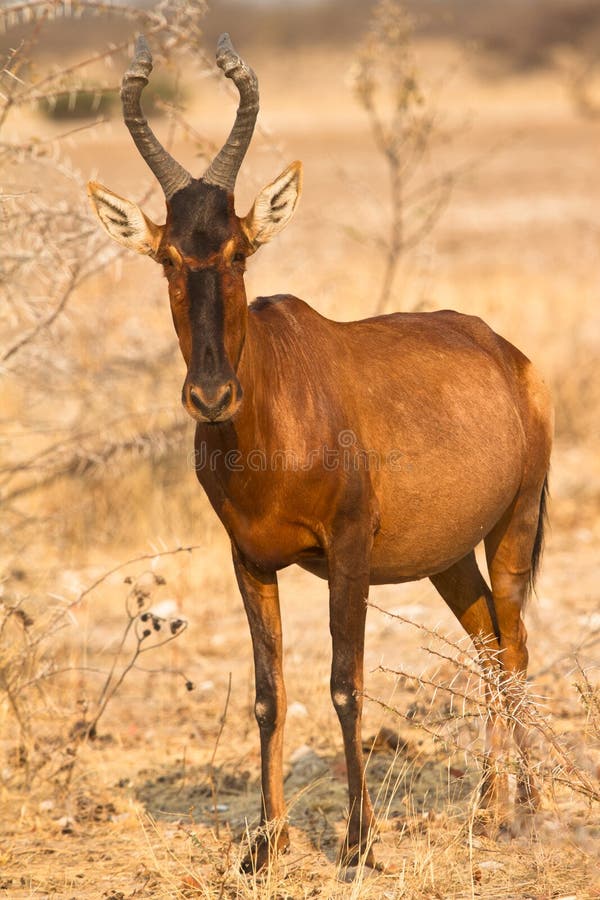 Wild Red Hartebeest antelope, Etosha, Namibia. Wild Red Hartebeest antelope, Etosha, Namibia