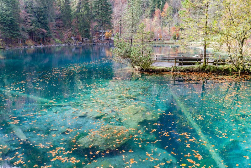 Красный цвет выходит на природный парк озера Blausee/голубой, Kandersteg, Switze стоковые фото Красный цвет выходит на природный парк озера Blausee/голубой, Kandersteg, Switze стоковые фото