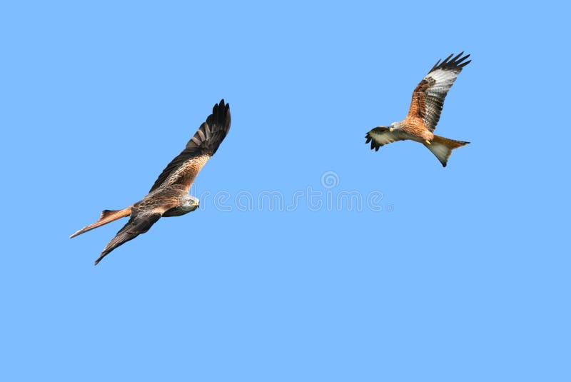 Two red kite eagles, birds of prey, flying together in a clear blue sky. Two red kite eagles, birds of prey, flying together in a clear blue sky.