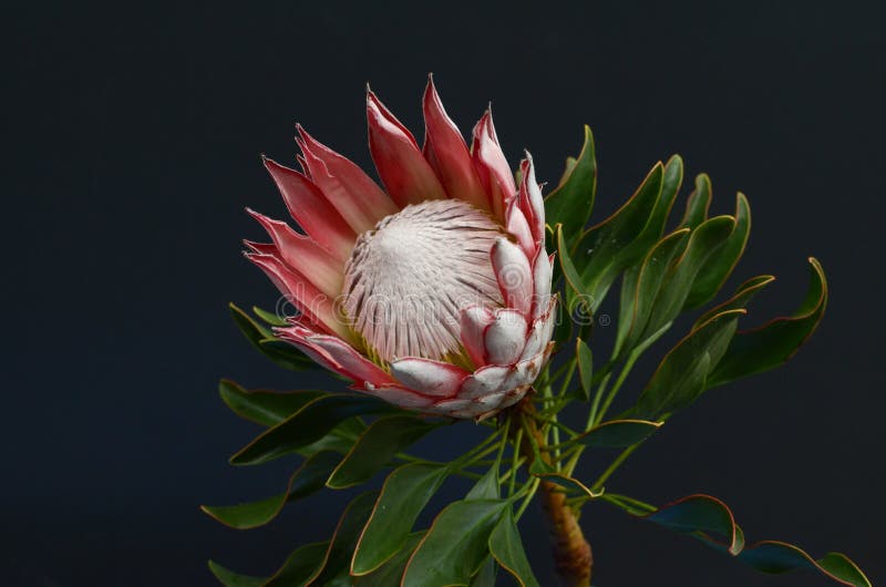 Красный цветок protea для предпосылки стоковое изображение rf Красный цветок protea для предпосылки стоковое изображение rf