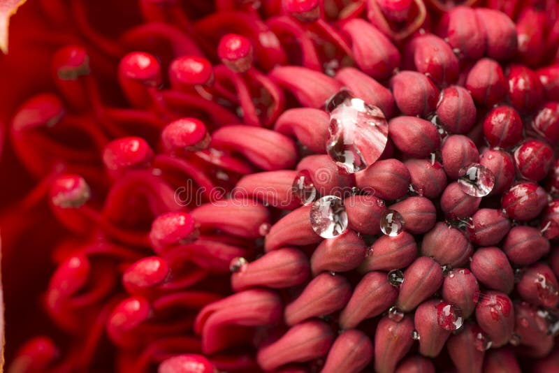Красный цветок waratah стоковые изображения rf Красный цветок waratah стоковые изображения rf
