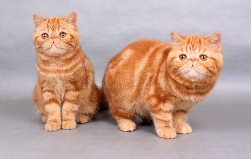 2 красных экзотических котят shorthair стоковая фотография rf 2 красных экзотических котят shorthair стоковая фотография rf