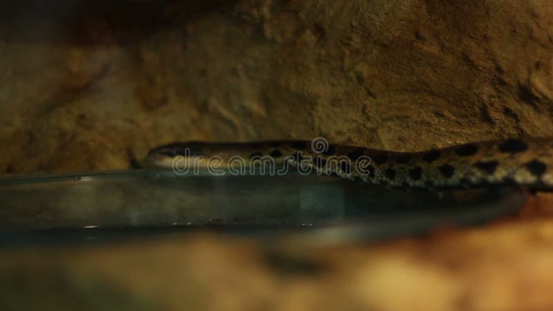 Красота Ratsnake Slithering