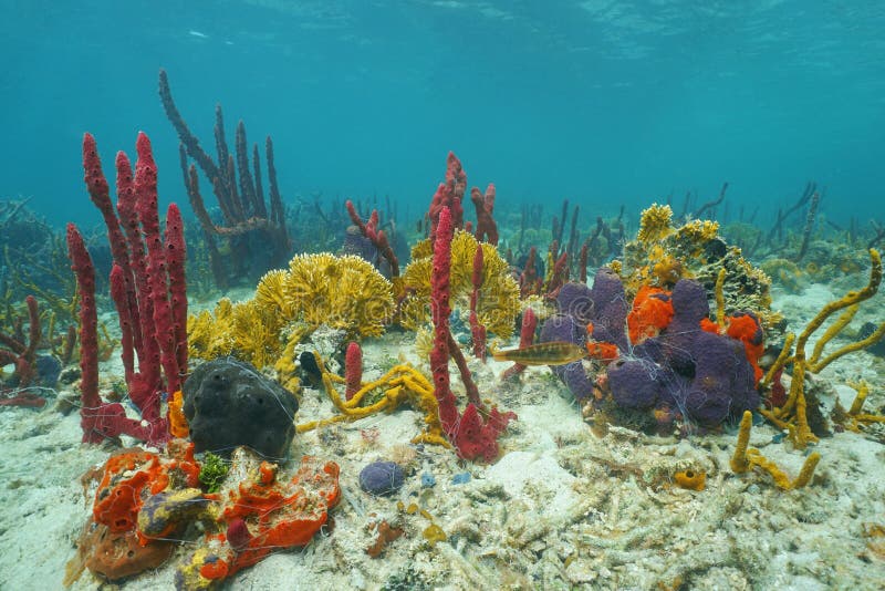 Красочная морская флора и фауна подводная на морском дне стоковая фотография rf Красочная морская флора и фауна подводная на морском дне стоковая фотография rf