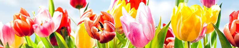 Colourful panoramic spring banner of fresh tulips in vibrant yellow, pink and red growing in a field under a sunny blue sky, closeup of the fragile petals. Colourful panoramic spring banner of fresh tulips in vibrant yellow, pink and red growing in a field under a sunny blue sky, closeup of the fragile petals