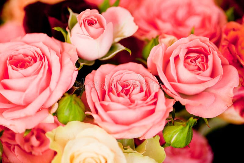 Красочные красивые розы цветут предпосылка карточки крупного плана макроса