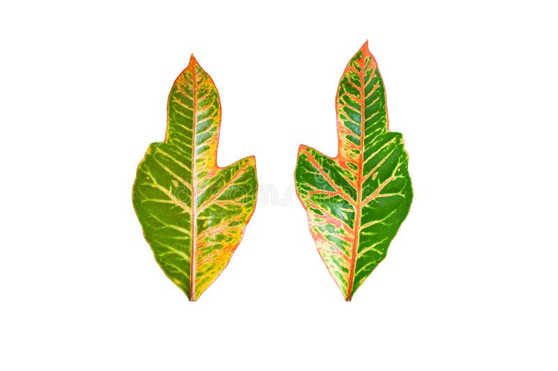 Colorful Codiaeum variegatium leaf or Oakleaf Croton in backside and foreside. Beautiful leaves in dark green and strips of yellow, orange and redisolated on white background and clipping path. Colorful Codiaeum variegatium leaf or Oakleaf Croton in backside and foreside. Beautiful leaves in dark green and strips of yellow, orange and redisolated on white background and clipping path