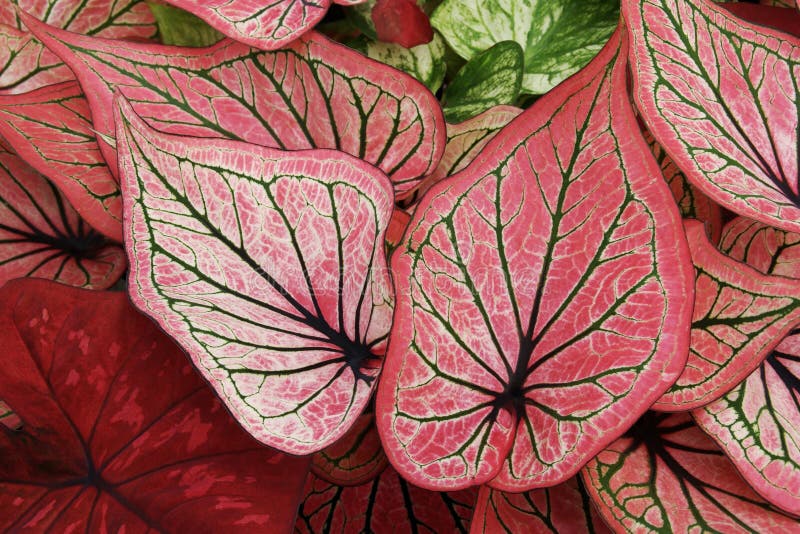 Красочные листья заводов Caladium как естественная предпосылка текстуры стоковые изображения rf Красочные листья заводов Caladium как естественная предпосылка текстуры стоковые изображения rf