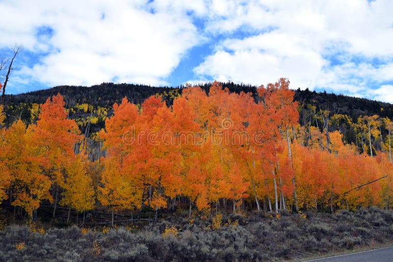 Orange and gold Aspens set against green mountainside with bright blue sky mixed with white clouds in this autumn setting. Orange and gold Aspens set against green mountainside with bright blue sky mixed with white clouds in this autumn setting.