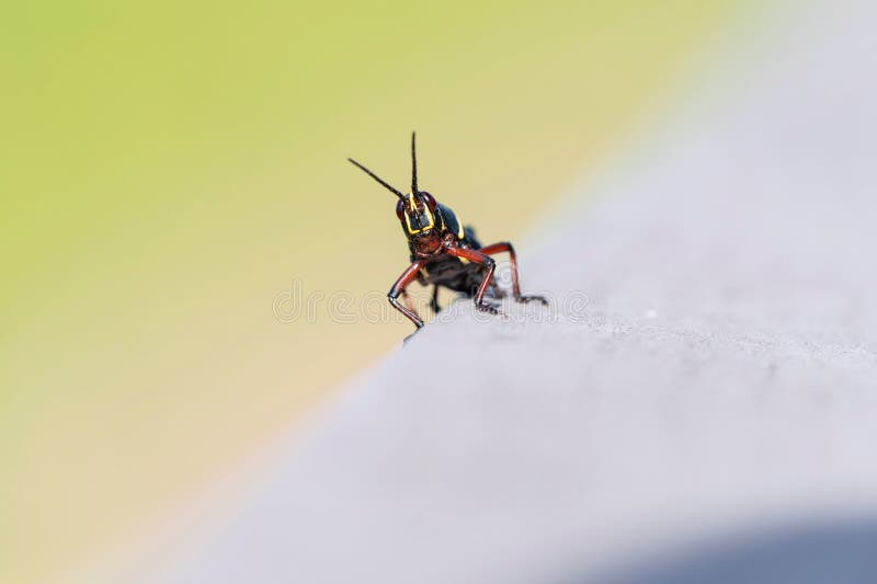Красочный Grasshopper CloseUp стоковые фотографии rf