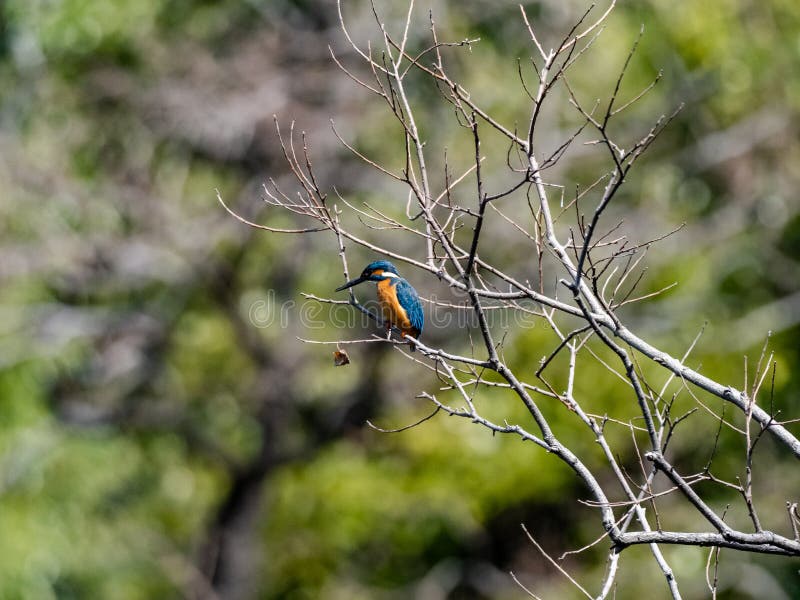 Красочный общий kingfisher на пруд 4