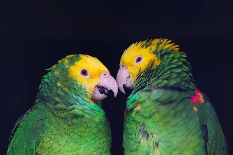2 красочных попугая в дружелюбной беседе, oratrix ochrocephala Amazona, портрете стоковые фотографии rf 2 красочных попугая в дружелюбной беседе, oratrix ochrocephala Amazona, портрете стоковые фотографии rf
