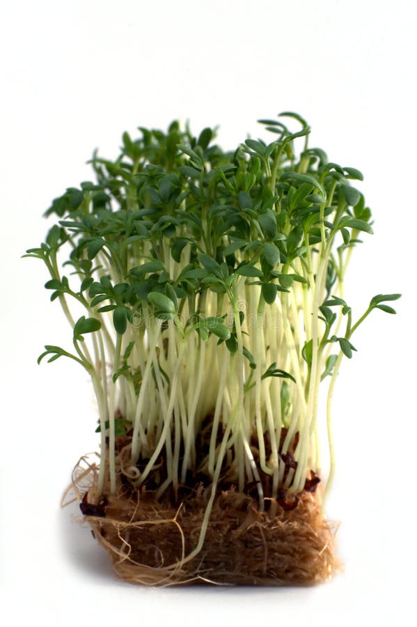 Macro shot garden cress in front of a white background. Macro shot garden cress in front of a white background