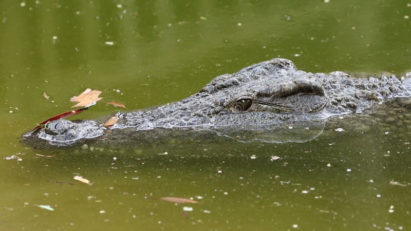 Крокодил Нила в воде