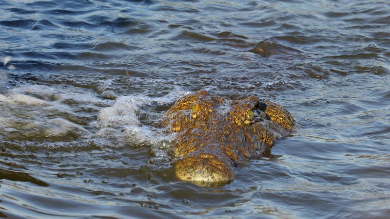 Крокодил Нила в национальном парке крюгера мелководье