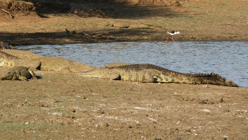 Крокодил Нила, выходящих из воды