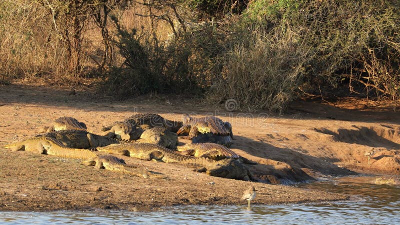 Крокодил Нила, выходящих из воды, чтобы греться