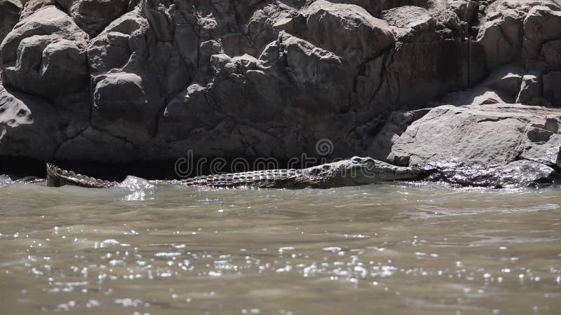 Крокодил Нила отдыхая в воде