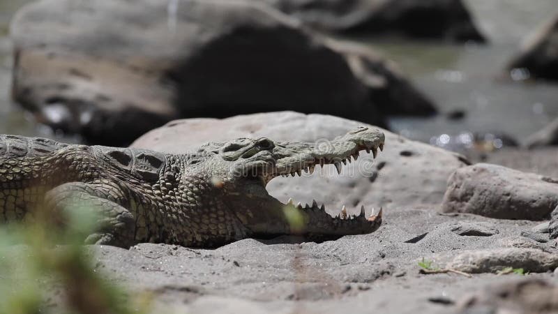 Крокодил Нила с открытым ртом
