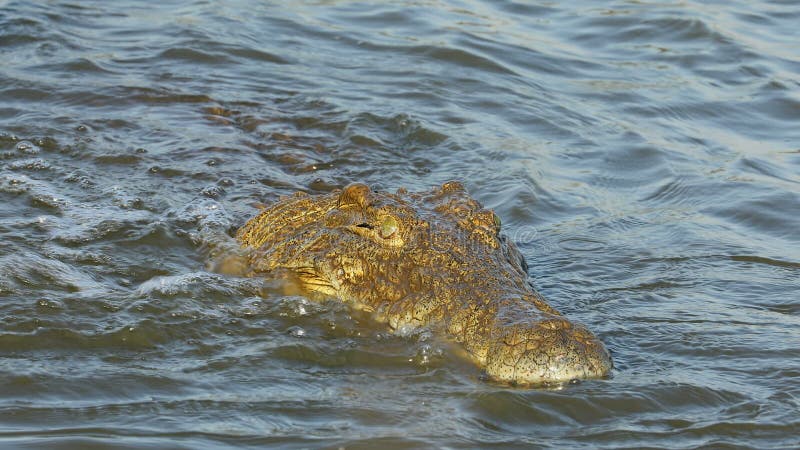 Крокодил Нила улавливая и есть рыбу