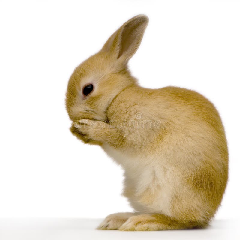 Shy rabbit against white background. Shy rabbit against white background