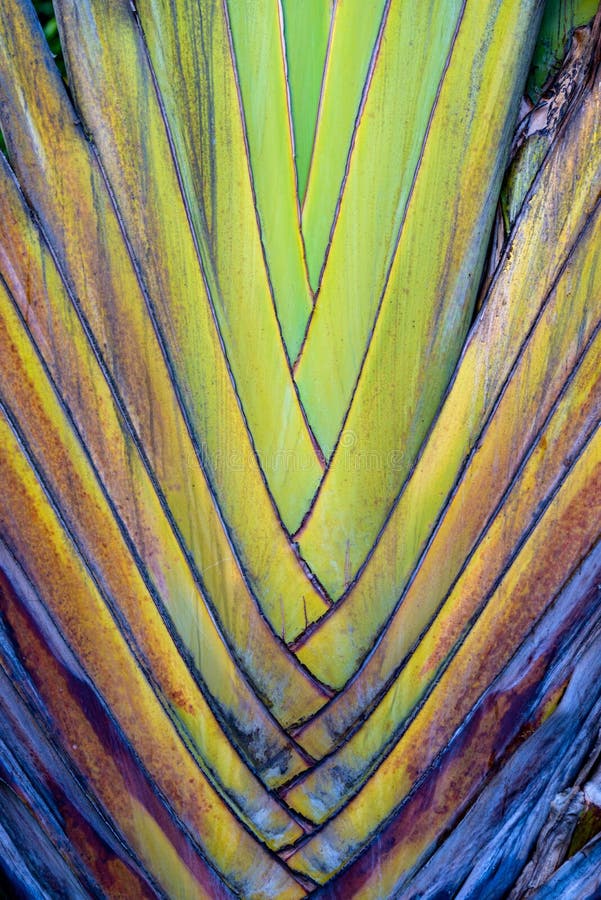 A banana tree texture closeup. A banana tree texture closeup