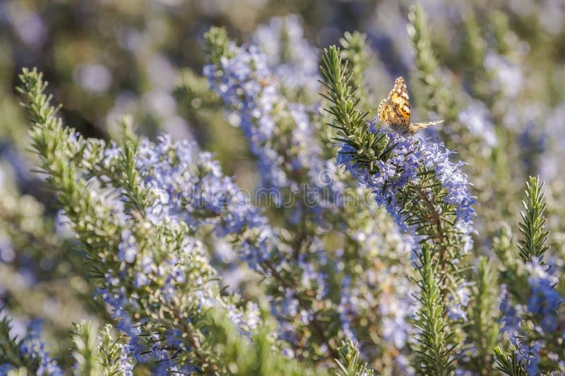 Rosemary plant closeup with blue flowers in full bloom. Rosemary plant closeup with blue flowers in full bloom.