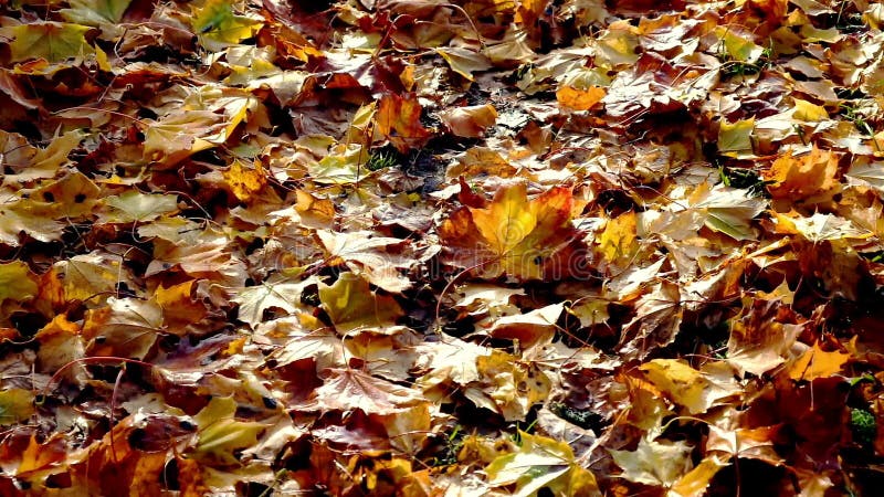 Крупный план листьев осени падая
