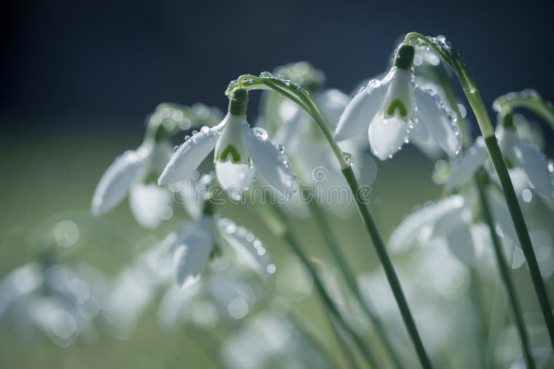 Крупный план красивых snowdrops предусматриванных с капельками дождя стоковые фотографии rf