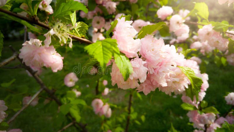 Крупный план тонизировал фото красивого blossoming дерева с розовым flowe стоковые изображения rf Крупный план тонизировал фото красивого blossoming дерева с розовым flowe стоковые изображения rf