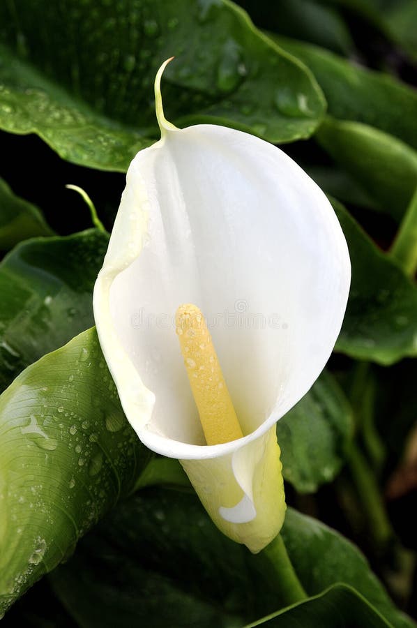 Крупный план цветка calla с желтым spadix, намочил с росой стоковая фотография rf Крупный план цветка calla с желтым spadix, намочил с росой стоковая фотография rf
