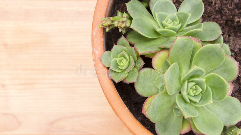 Крупный план бака с суккулентным заводом Echeveria, от семьи толстянковые Поверхность покрашенная светом деревянная с космосом эк стоковая фотография rf