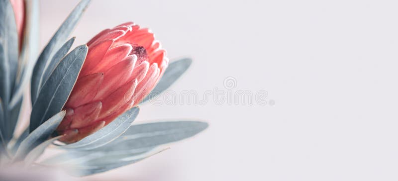 Крупный план бутона Protea Розовый цветок короля Protea изолированный на серой предпосылке Красивая съемка макроса цветка моды Ва