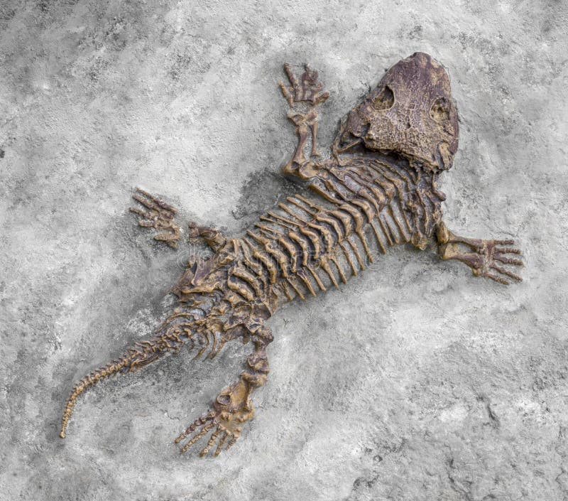 Fossil closeup of a reptile-like animal named Seymouria seen from above. Fossil closeup of a reptile-like animal named Seymouria seen from above