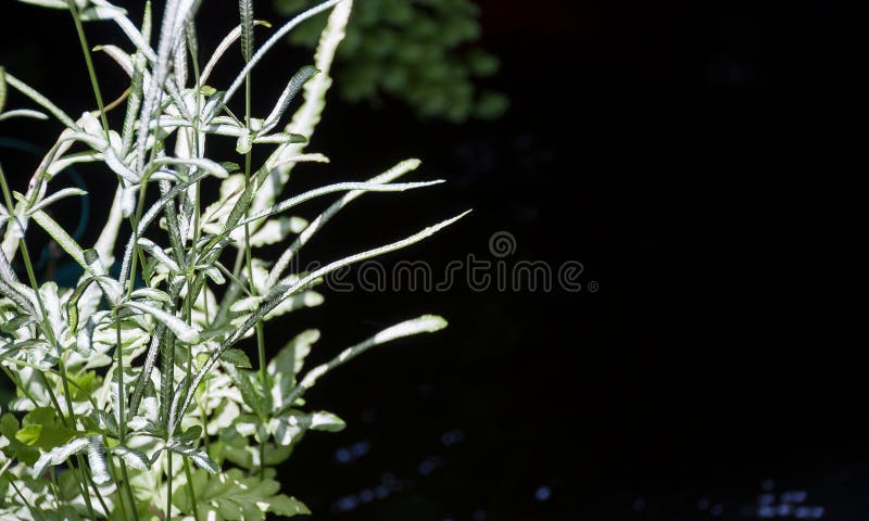 Closeup on Beautiful Silver Lace Fern or Slender brake Fren on tropical summer day near black pond in nature outdoor garden. Closeup on Beautiful Silver Lace Fern or Slender brake Fren on tropical summer day near black pond in nature outdoor garden.