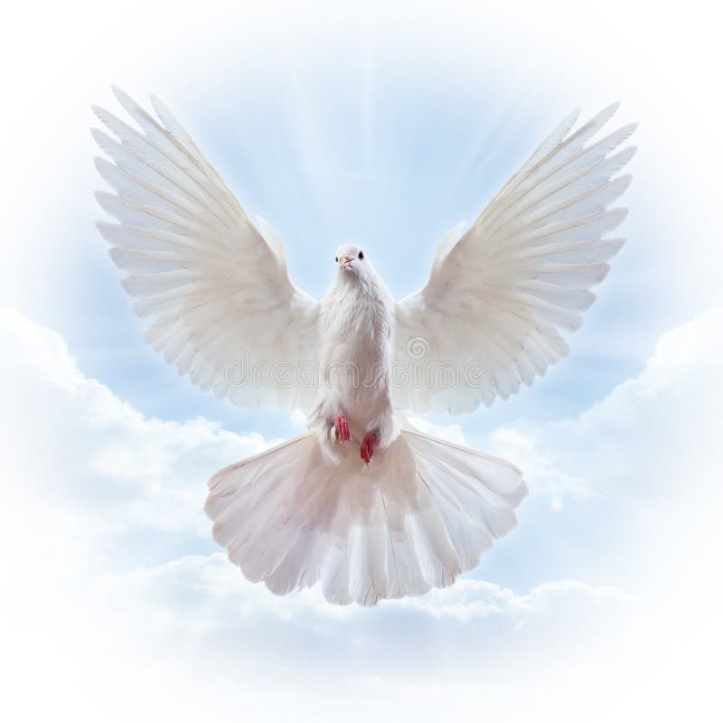 крыла dove воздуха открытые широкие стоковая фотография rf крыла dove воздуха открытые широкие стоковая фотография rf