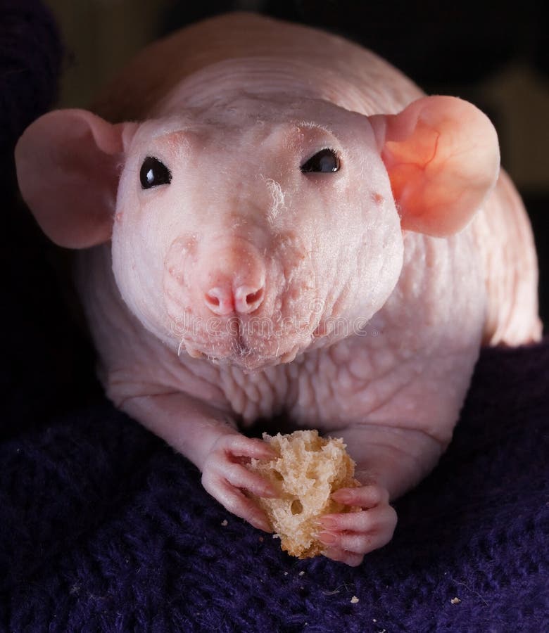 Clouse-up of diner male hairless rat Dumbo Sphynx breed. Clouse-up of diner male hairless rat Dumbo Sphynx breed