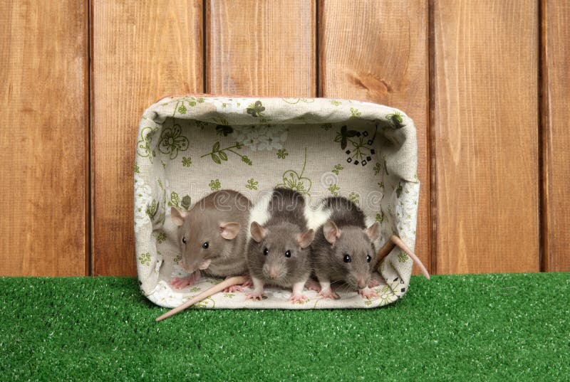 Крысы Dumbo в корзине на деревянной предпосылке стоковые изображения rf Крысы Dumbo в корзине на деревянной предпосылке стоковые изображения rf