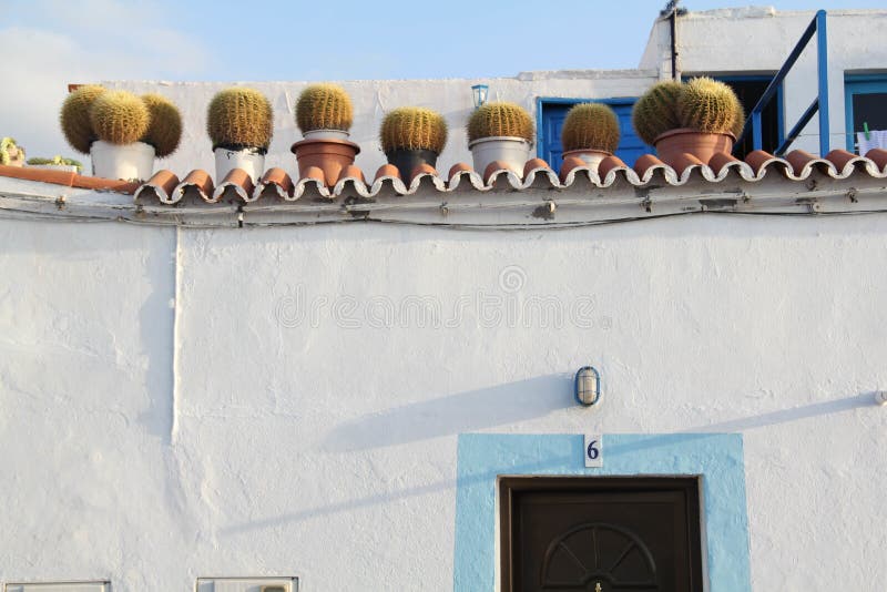 Крыша Белого Дома с множеством растений в баках cactus стоковое изображение rf