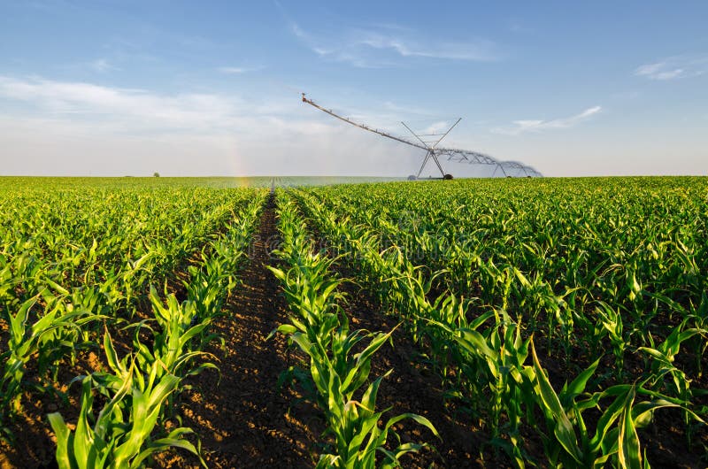 Agricultural irrigation system watering corn field on sunny summer day. Agricultural irrigation system watering corn field on sunny summer day.