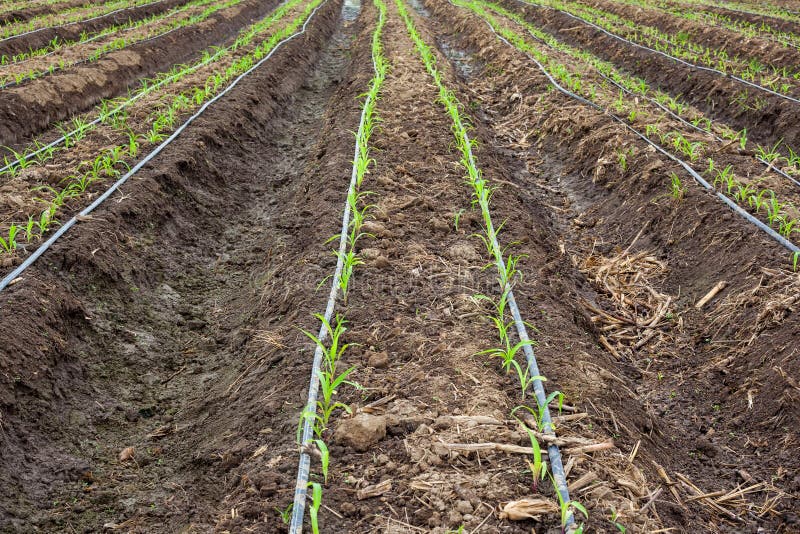 Corn field growing with drip irrigation system. Corn field growing with drip irrigation system.