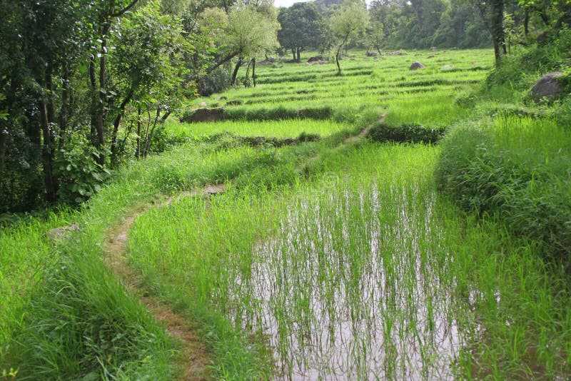 культивирование fields зеленые сочные неочищенные рисы стоковые фотографии rf