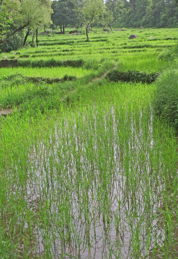 культивирование fields зеленые сочные неочищенные рисы стоковое изображение rf